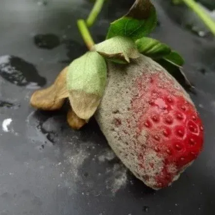 thumbnail for publication: Botrytis Fruit Rot or Gray Mold of Strawberry